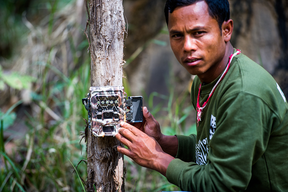 A ranger setting a camera trap