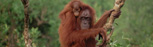 Borneo's