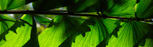 rainforest campaign