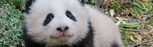 Wolong nature reserve
