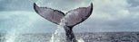 whaling