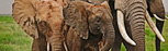 ivory trade