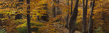 WWF-UK Forest & Trade Network