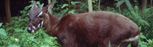 the saola