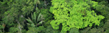forests