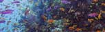 Biological Diversity
