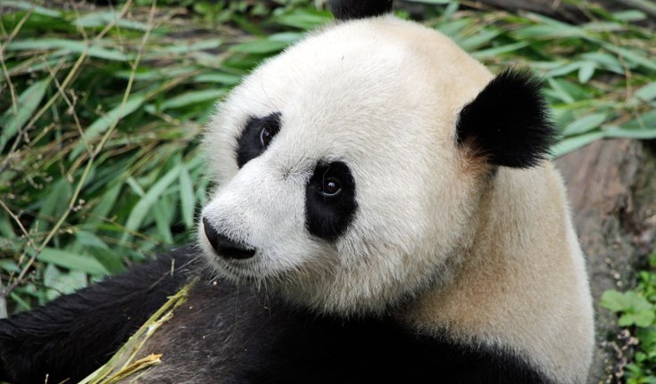Giant panda © WWF-UK