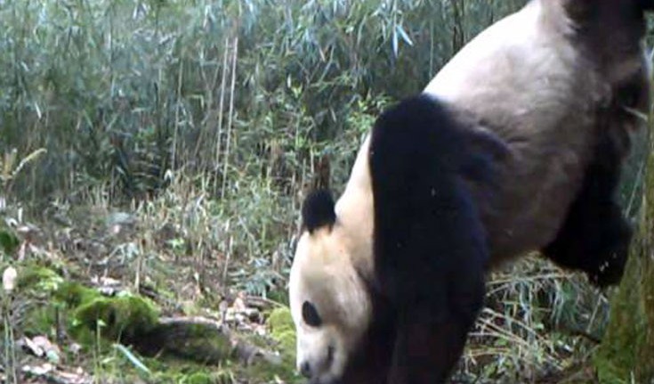 Wild giant panda scenting a tree © Anzihe Nature Reserve/WWF-China