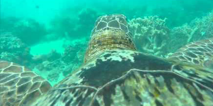 Turtle’s-eye view of the Great Barrier Reef