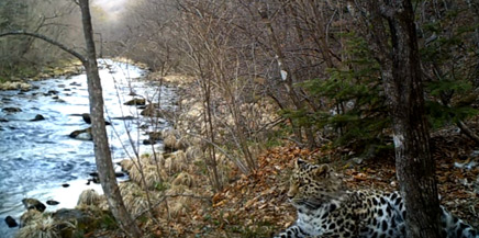 Playful Amur leopard: camera trap footage
