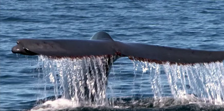 Tracking the blue whale in southern Chile