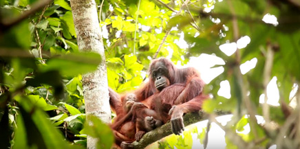 Celebrating the wonderful orang-utan