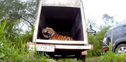 Captured Amur tiger released into the wild