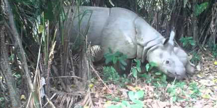 Rare Javan rhino mother and calves