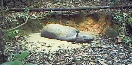 Sumatran rhino – rare camera trap footage