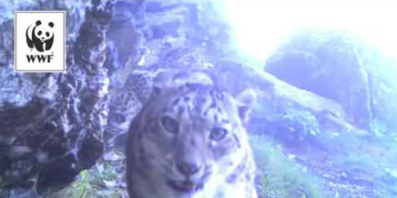 SNOW LEOPARD MOTHER AND CUB