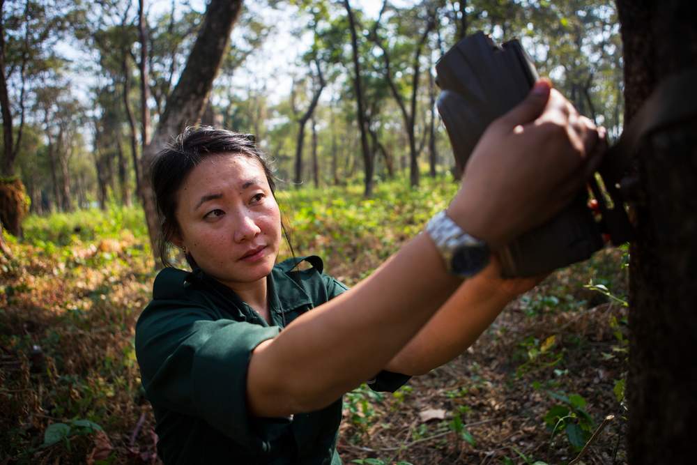 Singye fixes a camera trap to a tree in Royal Manas National Park. Camera traps are a vital tool in helping to measure tiger population density and movement of species.