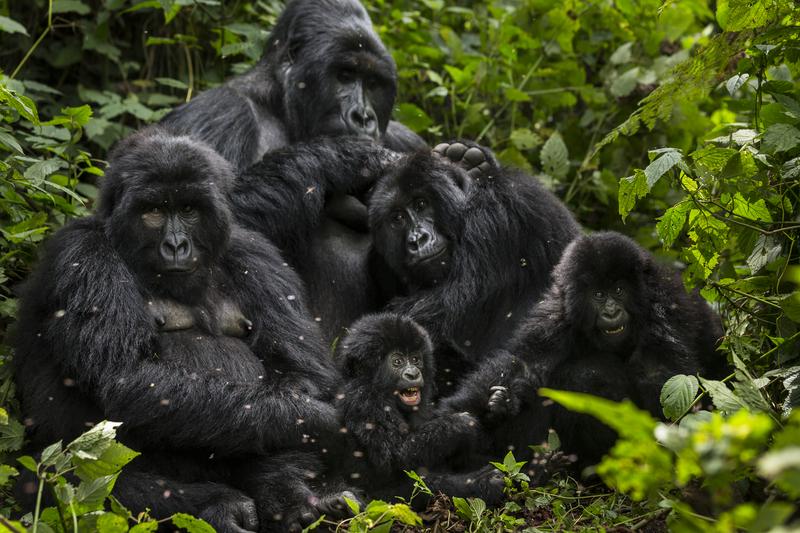 Bageni family in the gorilla sector of Virunga National Park© Brent Stirton / Reportage for Getty Images / WWF-Canon