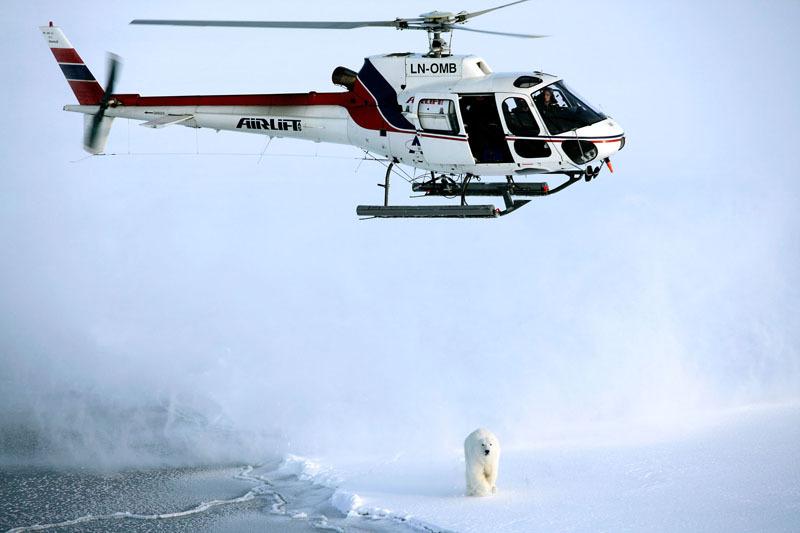 A polar bear being darted with a tranquiliser by researchers in the helicopter. © Jon Aars / Norwegian Polar Institute  / WWF-Canon
