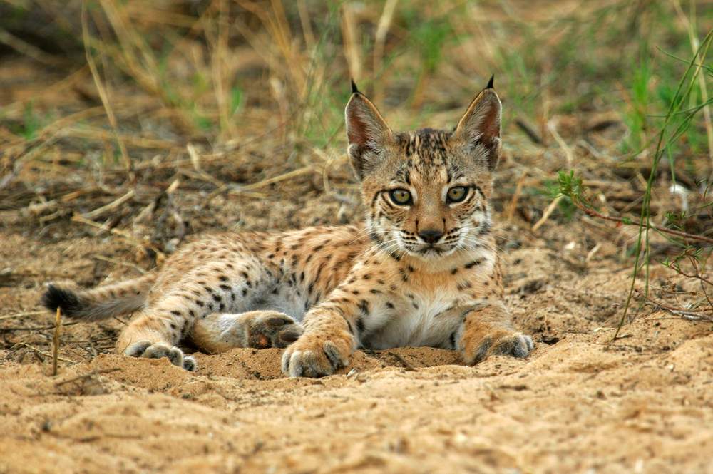 © Iberian Lynx ex-situ conservation programme