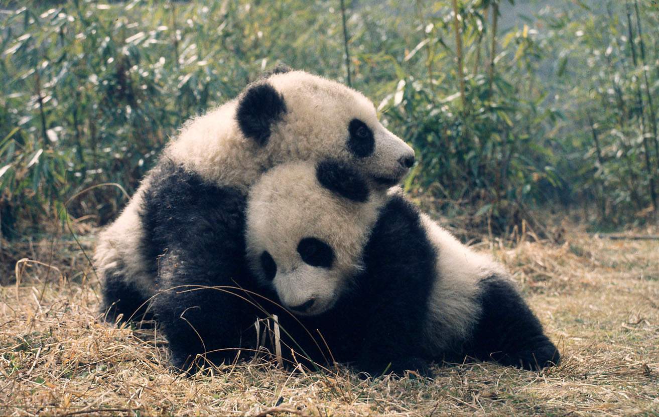 Image result for rel cut pandas
