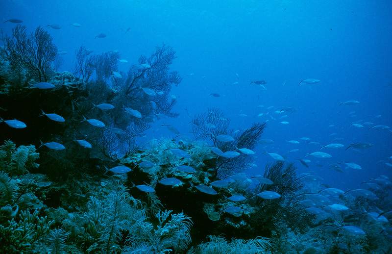 Deep reef community. Barrier reef, Carrie Bow Caye, Belize © Anthony B Rath \/ WWF