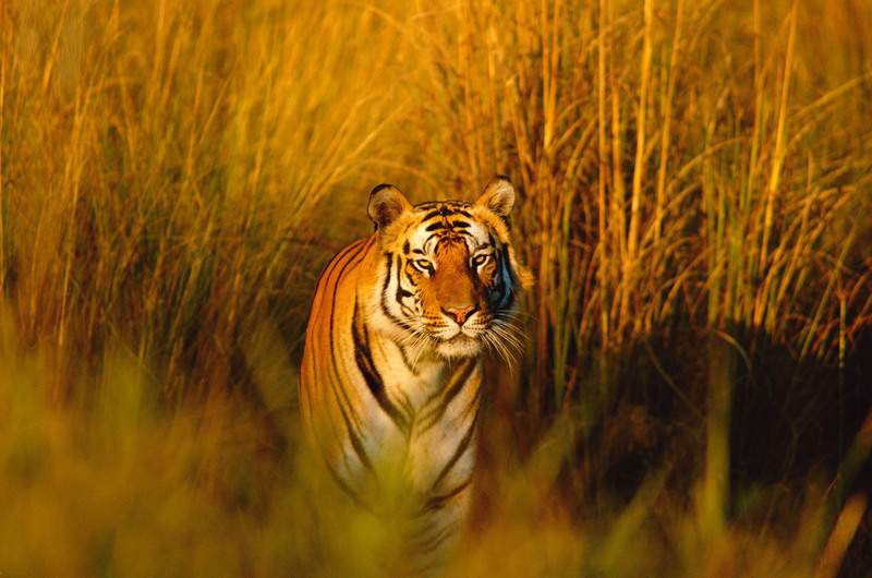 Bengal tiger portrait (Panthera tigris tigris) Bandhavgarh NP, Madhya Pradesh, India © naturepl.com  \/ Francois Savigny \/ WWF