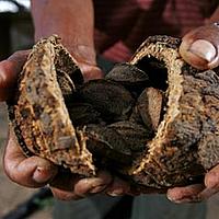 Brazil nuts