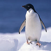 A penguin perched on an iceberg, Antartica