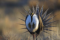Gunnison sage-grouse 