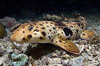 Triton bay epaulette shark 