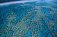 Corals, Great Barrier Reef Marine Park, Queensland, Australia