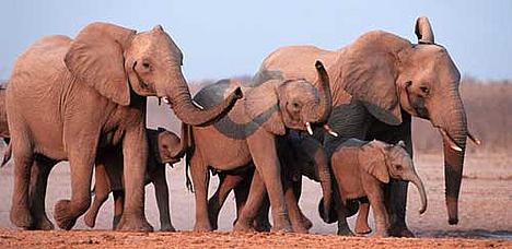 African elephant, Loxodonta africana, family group running. Etosha National park, Namibia 