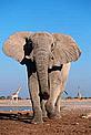 Charging male elephant in aggressive posture. Etosha National Park, Namibia © WWF-Canon / Martin HARVEY