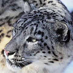 Snow Leopard © David Lawson / WWF-UK