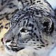 Snow Leopard