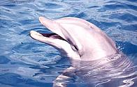 Bottlenose dolphin