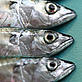 Fish heads