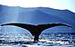 D Murrell/WWF-UK Humpback tail Humpback tail © D Murrell/WWF-UK