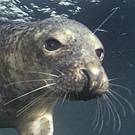 Juvenile grey seal
