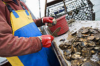 Colchester Native Oysters 