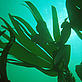 Sea kelp
