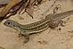Self-cloning lizard (Leiolepis ngovantrii): an all-female species that reproduces via cloning, without the need for male lizards.