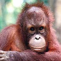 Bornean orang-utan  © WWF / WWF-Malaysia/Cede Prudente