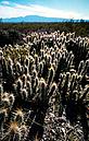 A dense stand of cacti Chihuahua Desert © WWF-Canon / Edward PARKER