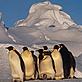 Fritz PÖLKING / WWF Emperor penguin, adults and chick Dawson-Lambton Glacier, Antarctica