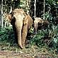 Gerald S. CUBITT / WWF-Canon Asian elephants in rain forest. Malaysia