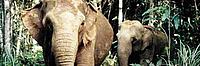 Asian elephant, mother and young calf - © Gerald S Cubitt / WWF-Canon Asian elephant, mother and young calf