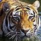 Tiger © David Lawson / WWF-UK