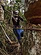 Maurice, a Baka man, chopping down a tree, East province, Cameroon - (c) Brent Stirton/ Getty Images/ WWF-UK Maurice, a Baka man, chopping down a tree, East province, Cameroon